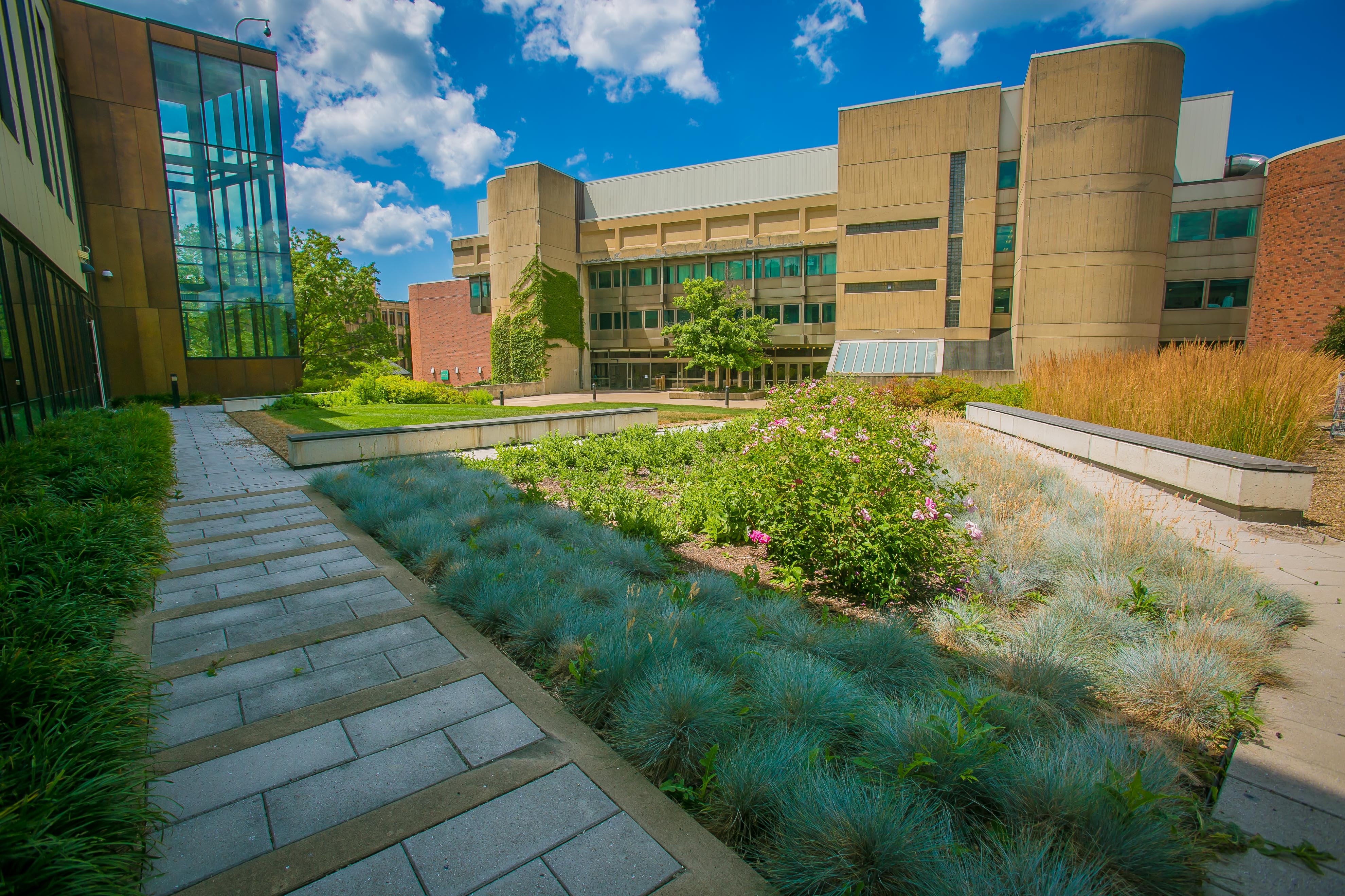 CSU Earns Tree Campus Higher Education nod from Arbor Day Foundation