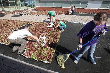 Green Roof Making