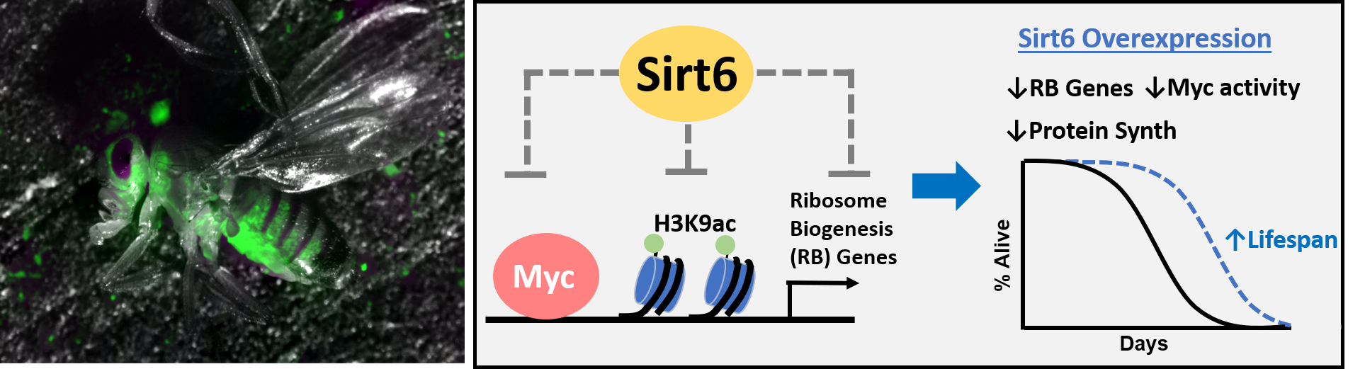 Jackson Taylor, Cleveland State University, GRHD, Sirt6, epigenetics, aging