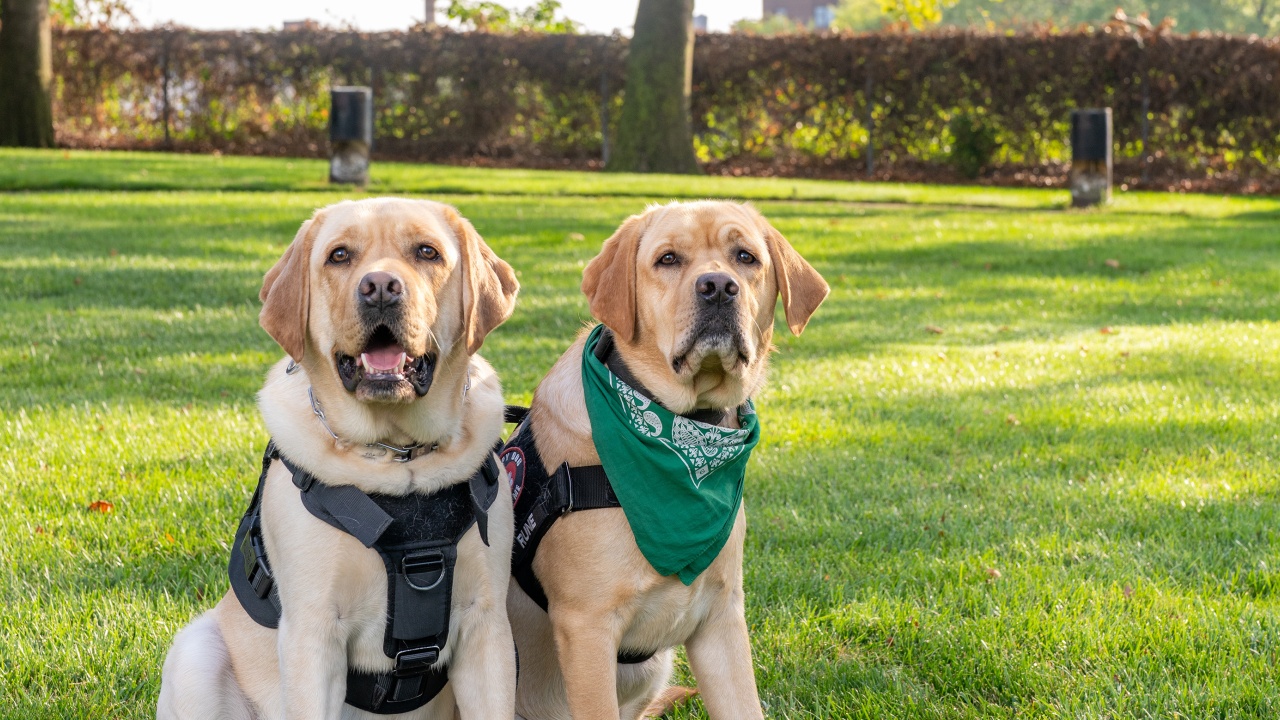 Therapy dogs Rune and Thor
