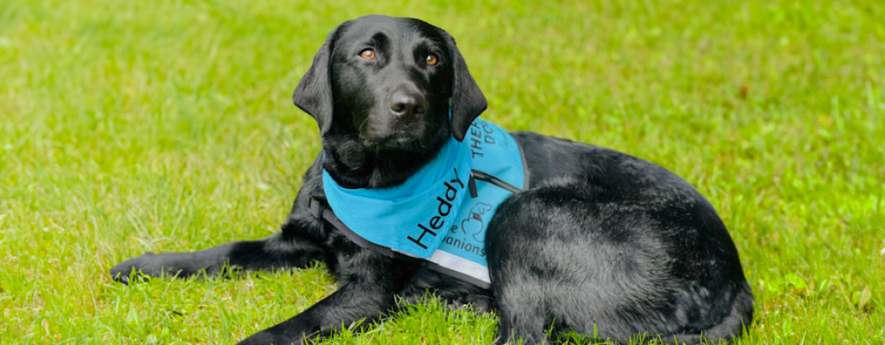 Therapy Dogs Make Students Feel Right at Home 